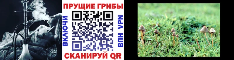 гидра tor  Каменка  Галлюциногенные грибы Psilocybe 